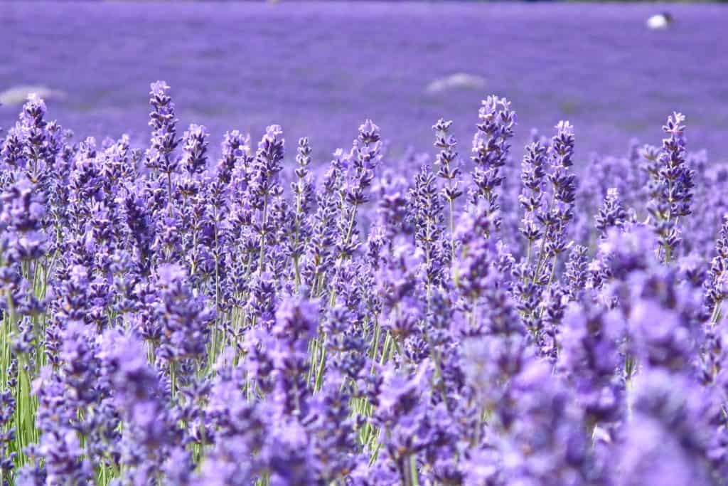 lavender plants to get rid of mosquitoes