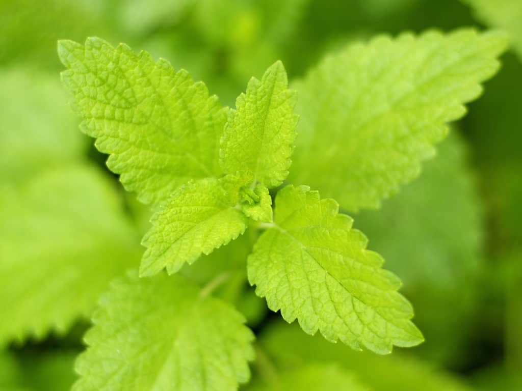 lemon balm melissa plant repelling mosquitoes