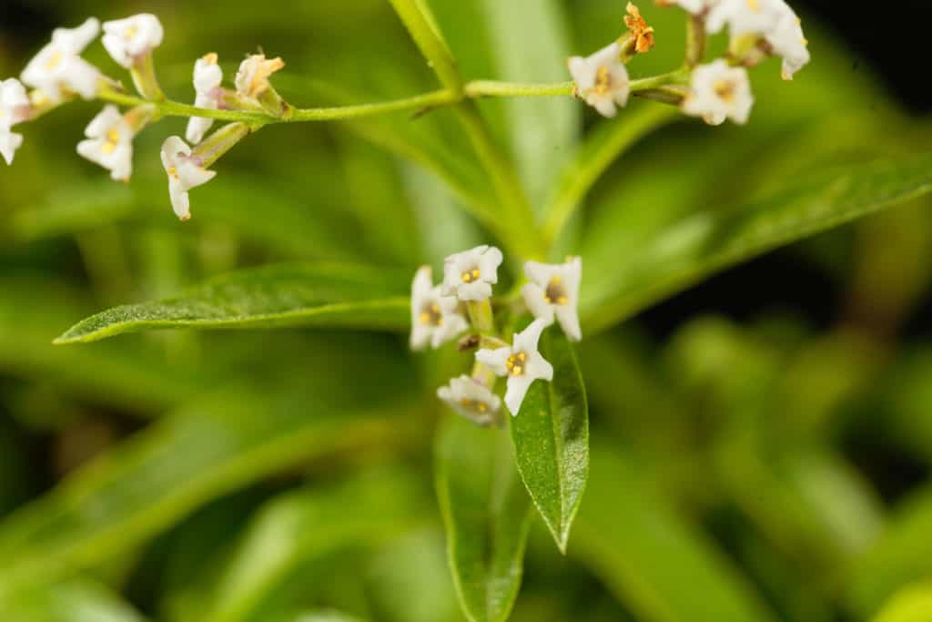 lemon verbena to repel mosquitoes