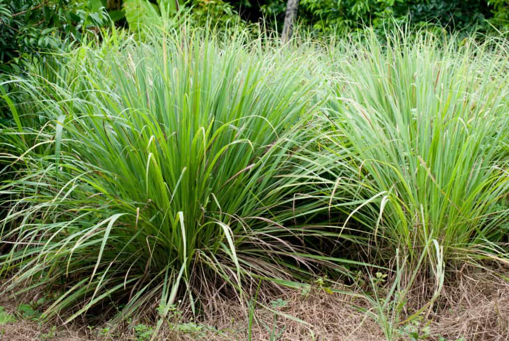 lemongrass