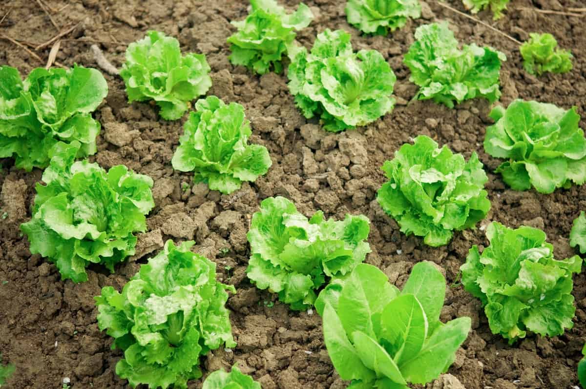 lettuce plants in vegetable garden - perfect for companion planting