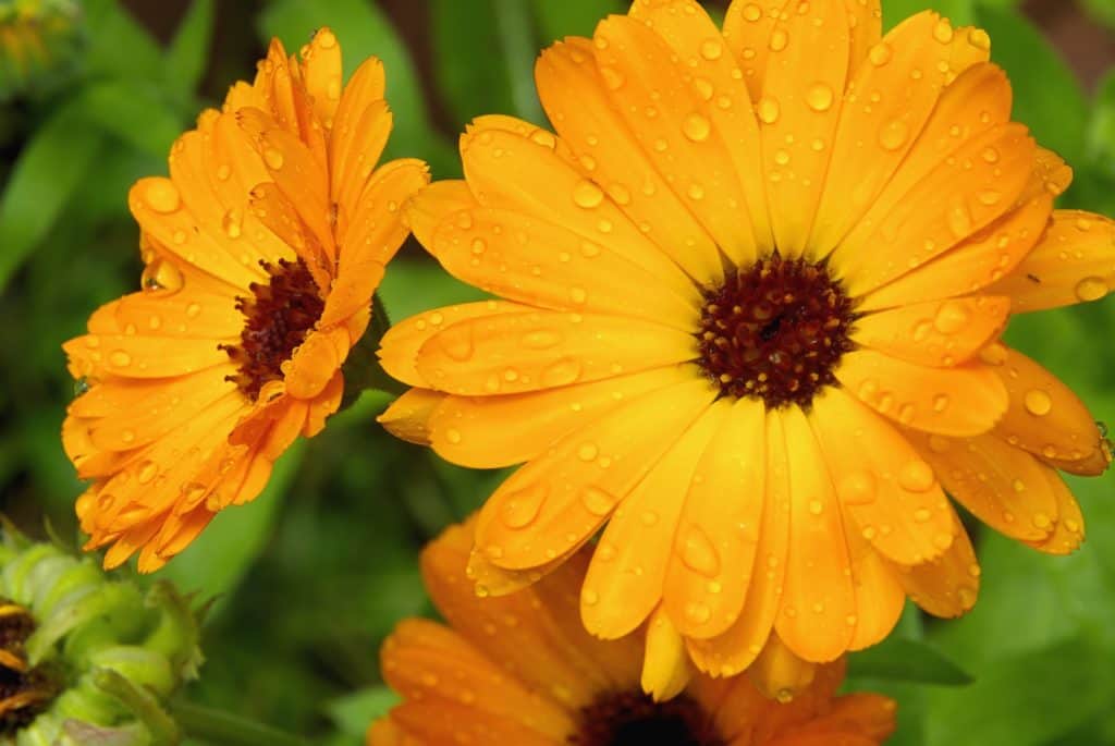 marigolds flowers