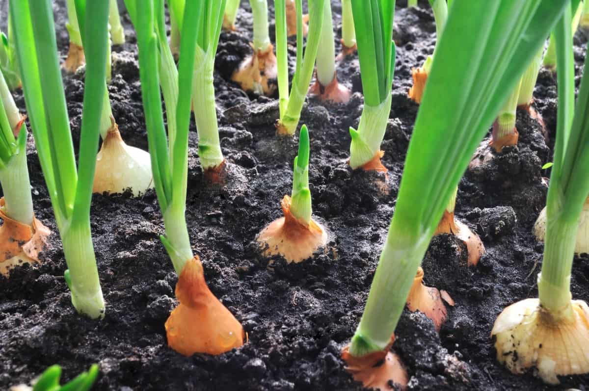 onions on a field