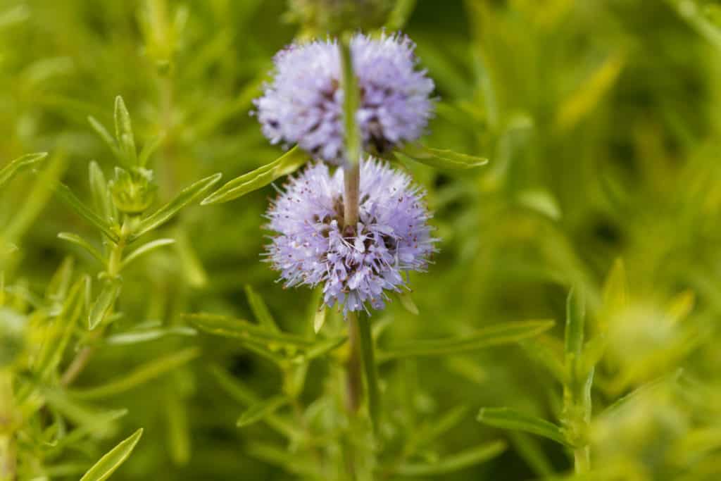 pennyroyal to repel mosquitoes