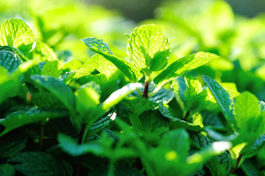 peppermint plants