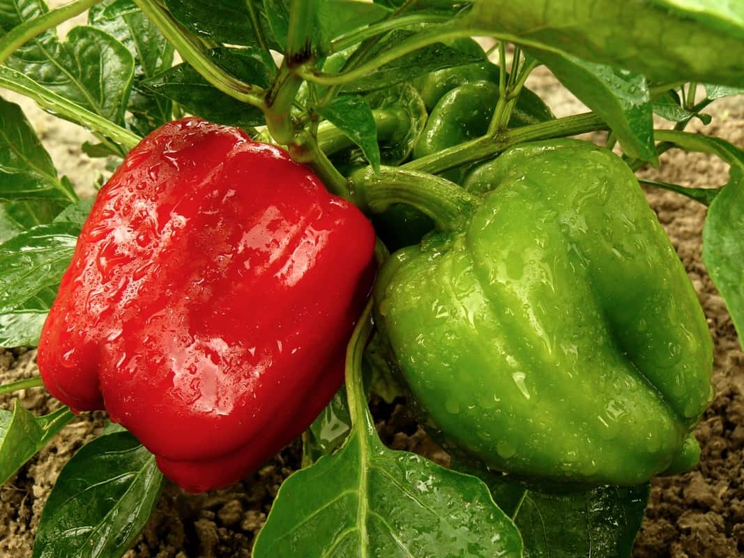 red and green bell peppers growing in the garden