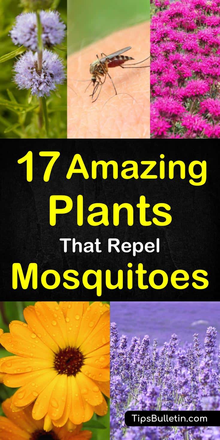 Discover 17 plants that repel mosquitoes fast so you can enjoy your summer in your backyards and patio without these insects. From herbs to lavender, lemongrass, mints up to repelling plants for pots at your home.#mosquitoes #mosquito #repell #keepaway