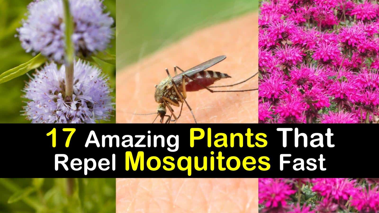 17 Amazing Plants That Repel Mosquitoes Fast Images, Photos, Reviews