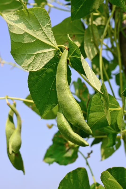 companion planting pole beans