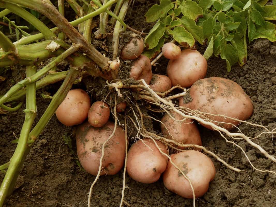 potato potatoes grow plant vegetable growing planting vegetables growth harvest together tubers crops