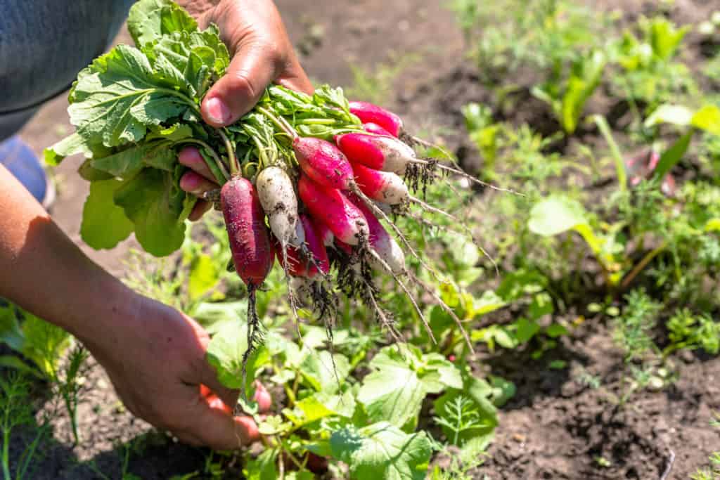 radishes