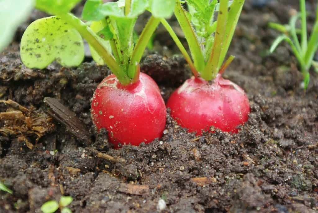 growing red radish on garden bed