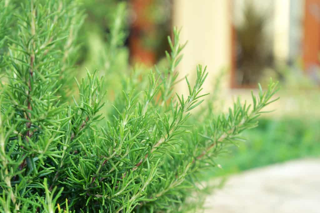 rosemary to keep mosquitoes away