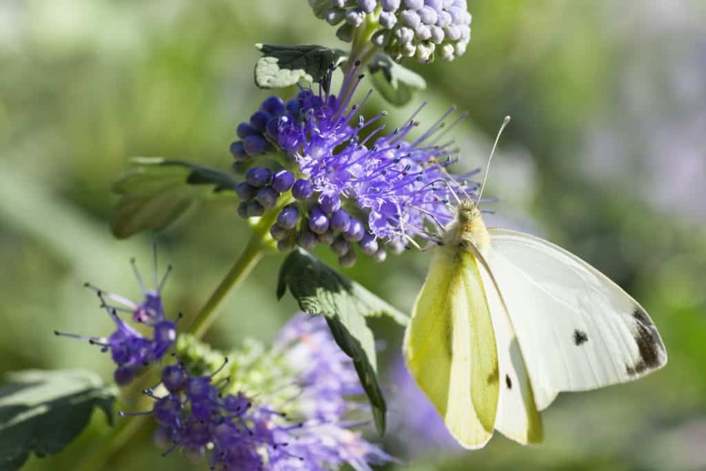 Evergreen Shrubs Sunshine Blue Bluebeard