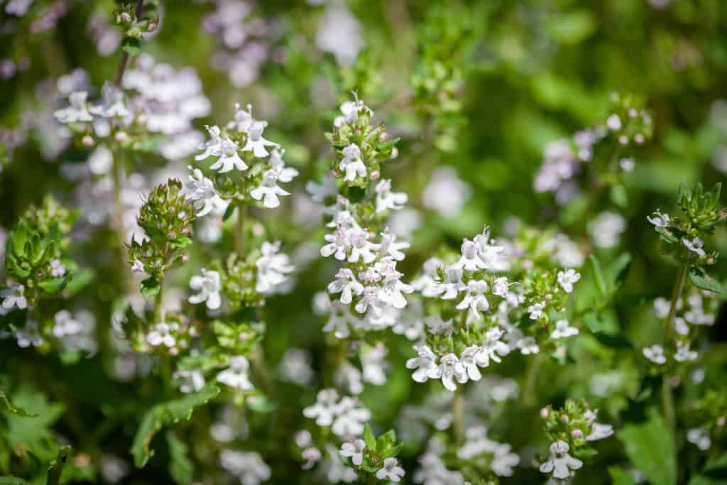 thyme plant in garden