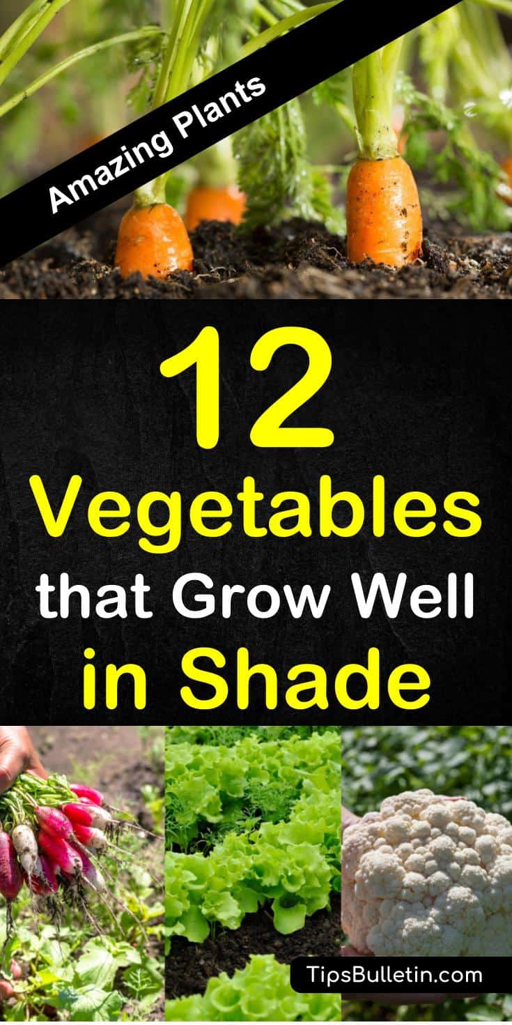 Discover 12 amazing vegetables that grow well in shade. The perfect veggies and herbs for any yard or raised beds planting in spring or summer. The ideal garden plants for low sunlight or shadow areas. #growingvegetables #shade #gardening #planting #harvest #sun #shadow #plants