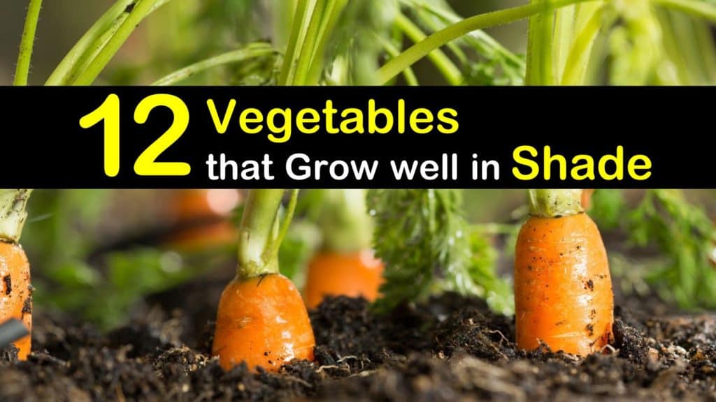 12 Amazing Vegetables that Grow in Shade