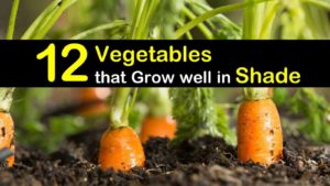 vegetables that grow well in shade titilimg