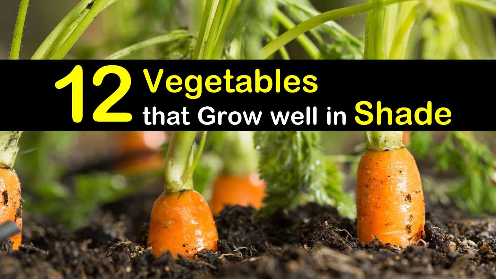 vegetables that grow well in shade titilimg