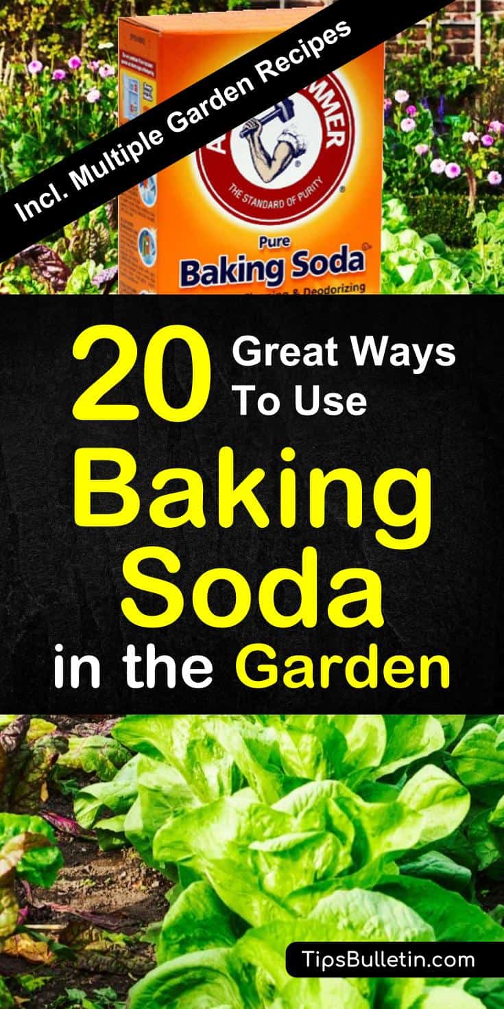 Find out how to best use baking soda in the garden and for your plants. Sprinkled over vegetables and plants, baking soda is a great natural remedy for pest control. Includes a variety of worm, gnats and ants repellent recipes.#bakingsoda #garden #gardening #pestcontrol #tips