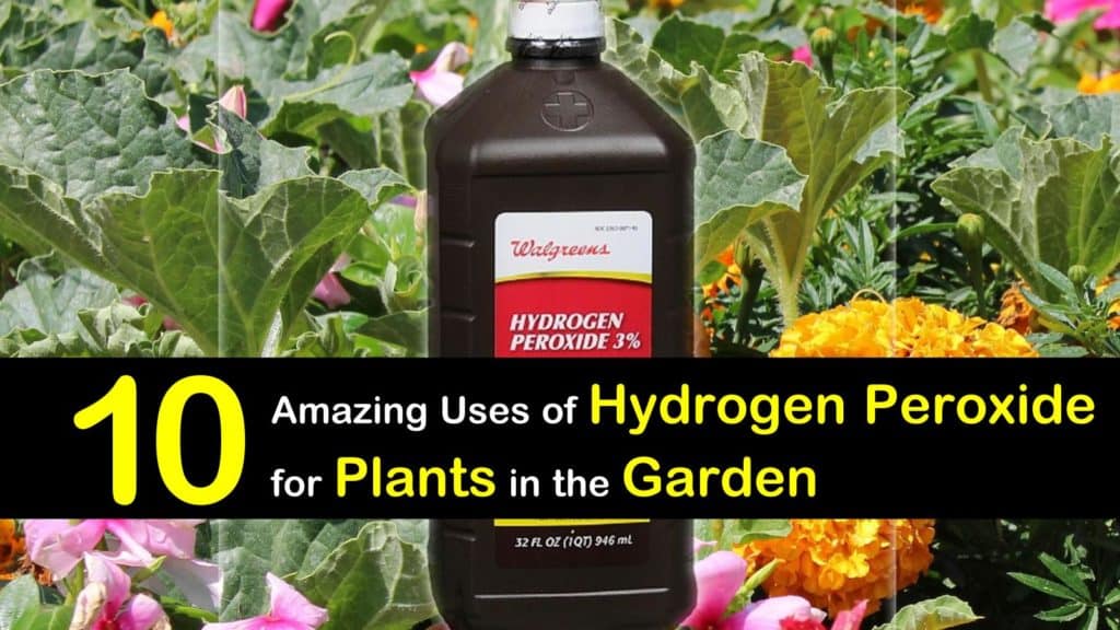 10 Amazing Uses of Hydrogen Peroxide for Plants in the Garden