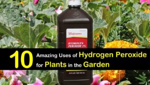 hydrogen peroxide for plants and garden titlimg