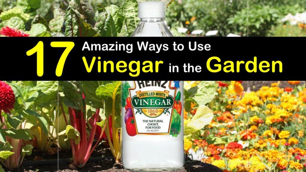 17 Amazing Ways to Use Vinegar in the Garden