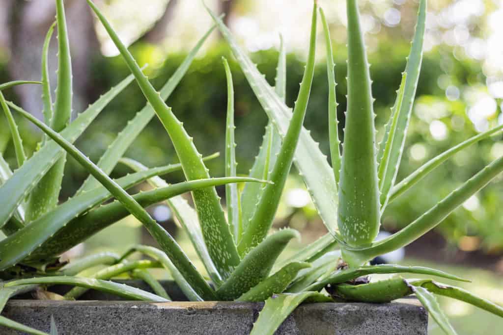 Aloe Vera drought tolerant plants