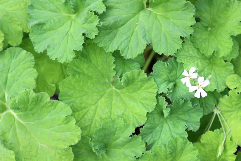 Apple Geranium