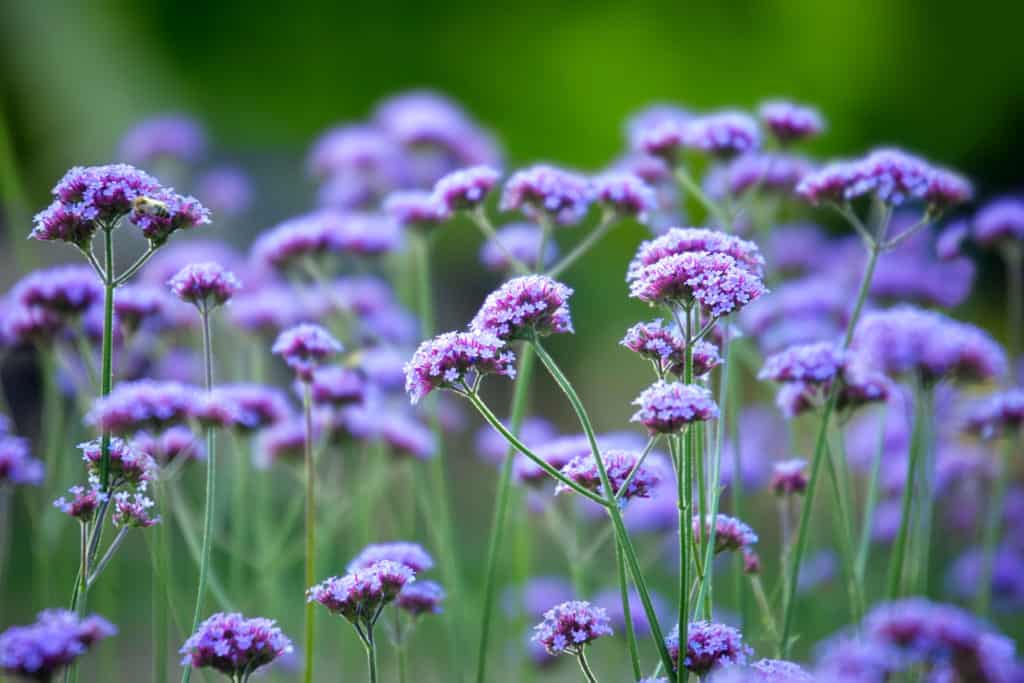 Argentinian Vervain drought resistant plant