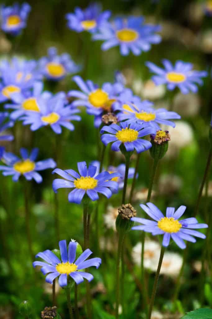 Amazing Blue Daisy Drought Tolerant Plants