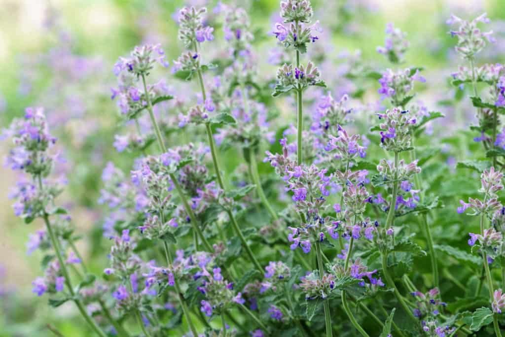 drought resistant plant catmint