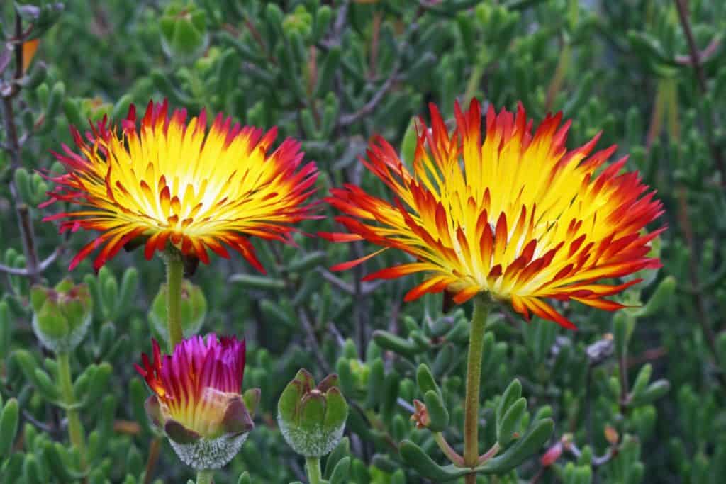 Drosanthemum