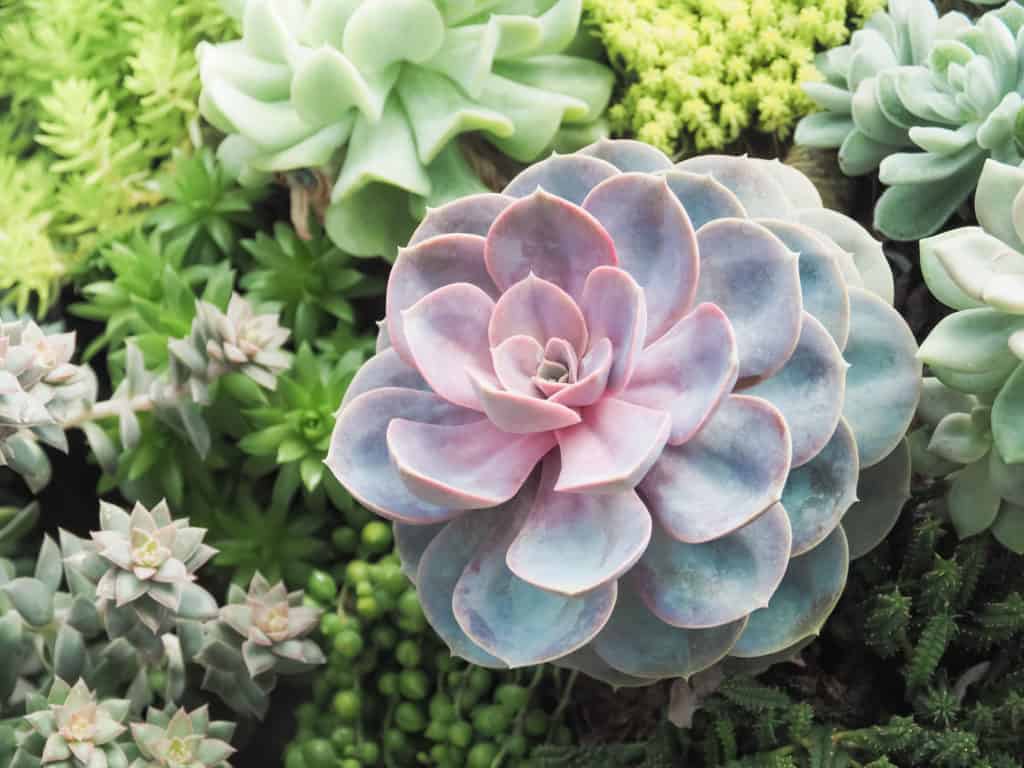 Echeveria drought plants