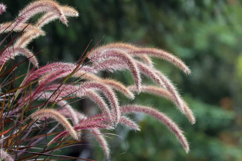 Drought Tolerant Fountain Grass