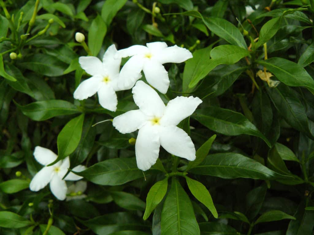 Jasmine plant img