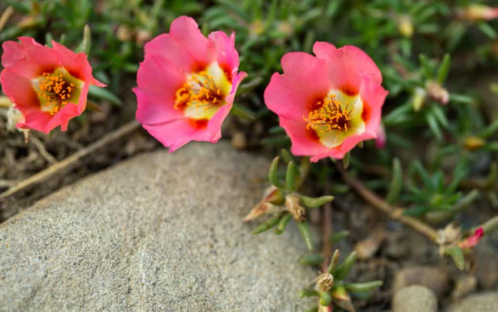 Drought Tolerant Plants Portulaca Grandiflora img