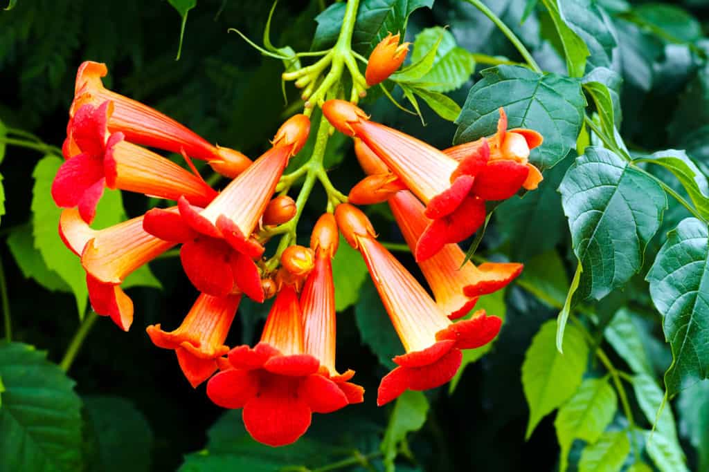 Trumpet Vine resistant plant