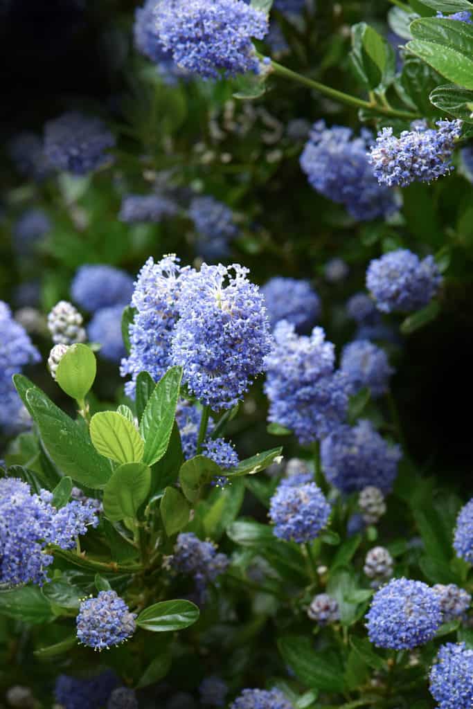 Wild Lilac drought plant