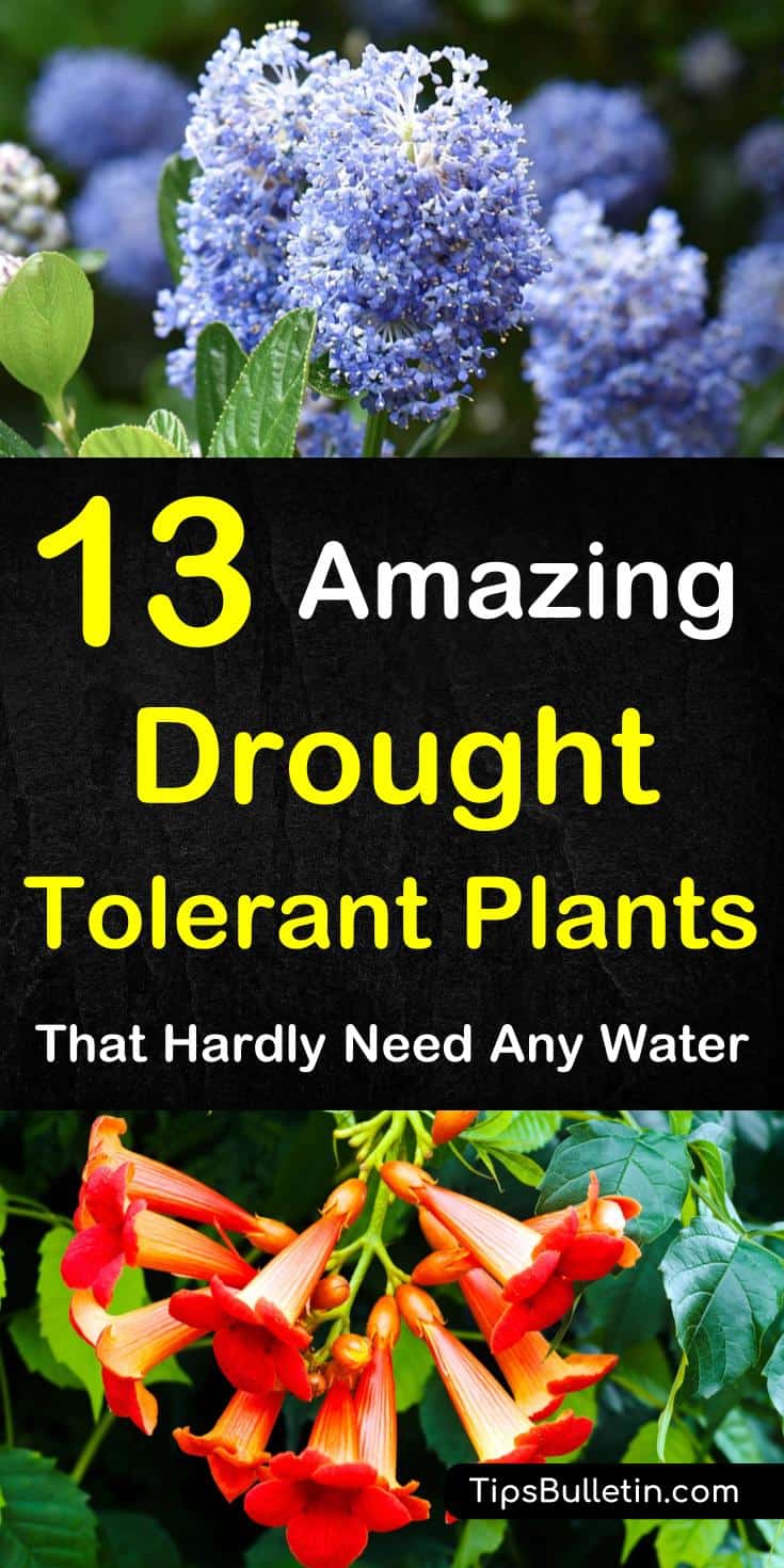 Discover 13 colorful drought-tolerant plants for your front yard or flowering pots. Perfect for garden containers and front yards in zone 5 hot areas like California, Texas, Arizona, Nevada or New Mexico. The perfect perennials for full sun conditions.#drought #plants #hot #summer #heat