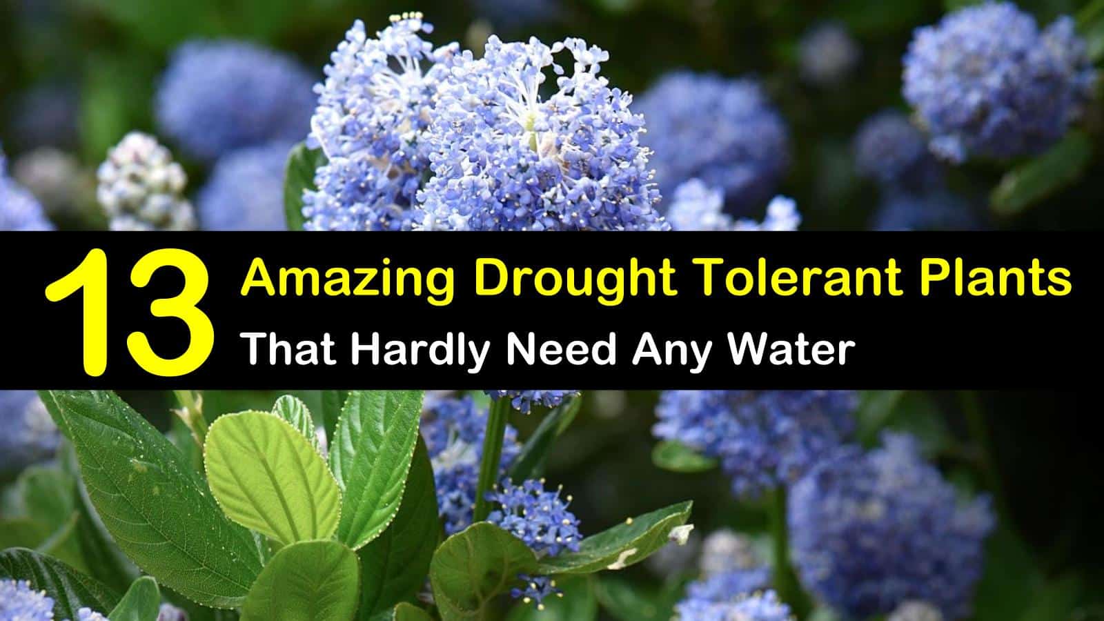 13 Amazing Drought Tolerant Plants that Hardly Need Any Water
