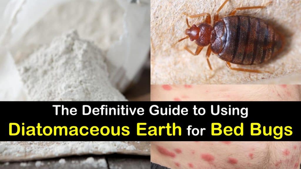 The Definitive Guide to Using Diatomaceous Earth for Bed Bugs