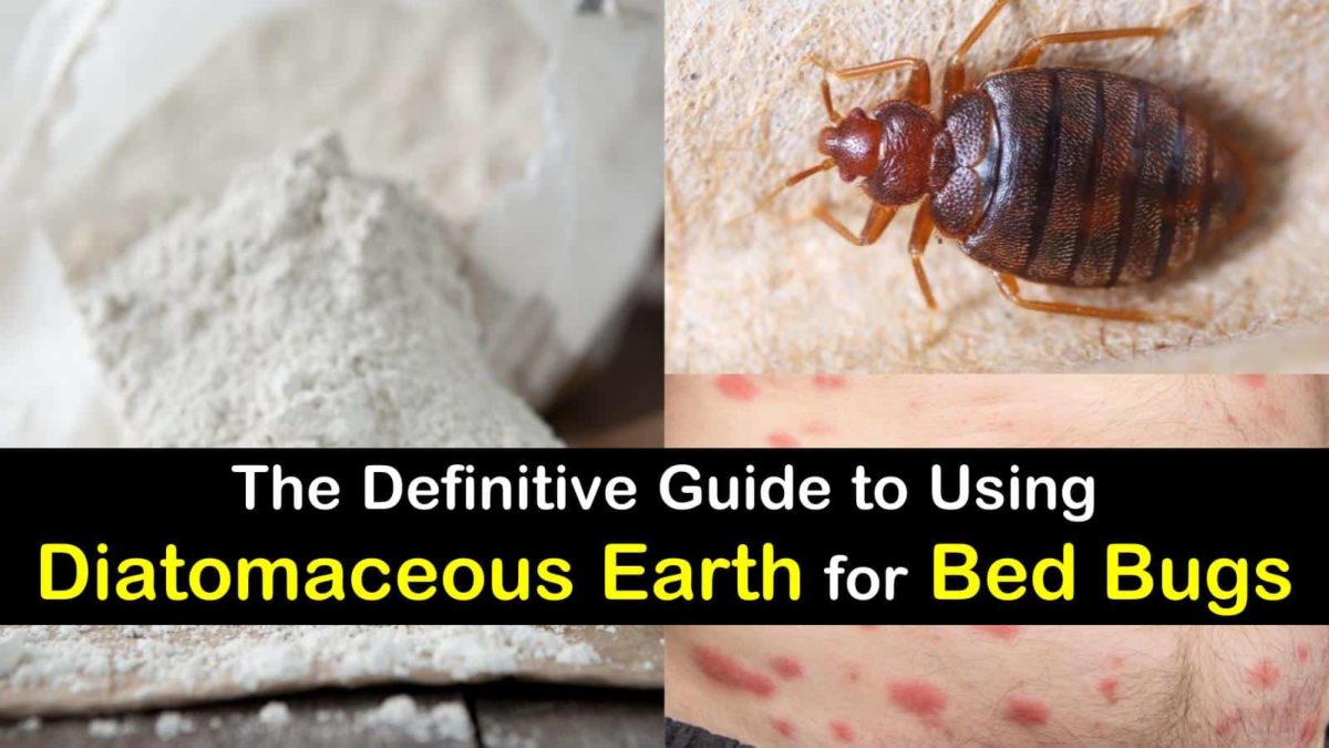 10 Questions Answered About Using Diatomaceous Earth For Bed Bugs