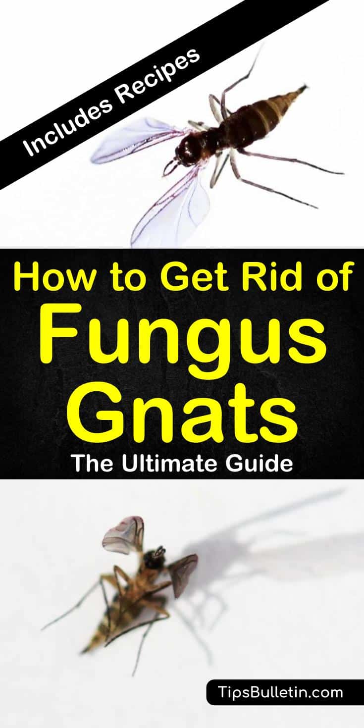 Find out how to get rid of fungus gnats safely with these home remedies. With natural pest control methods like hydrogen peroxide, apple cider vinegar, and cinnamon, you can safely and effectively remove gnats and fruit flies your houseplants. #getridoffungusgnats #fungusgnats #fungus