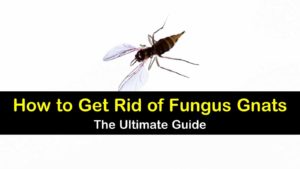 how to get rid of fungus gnats titleimg