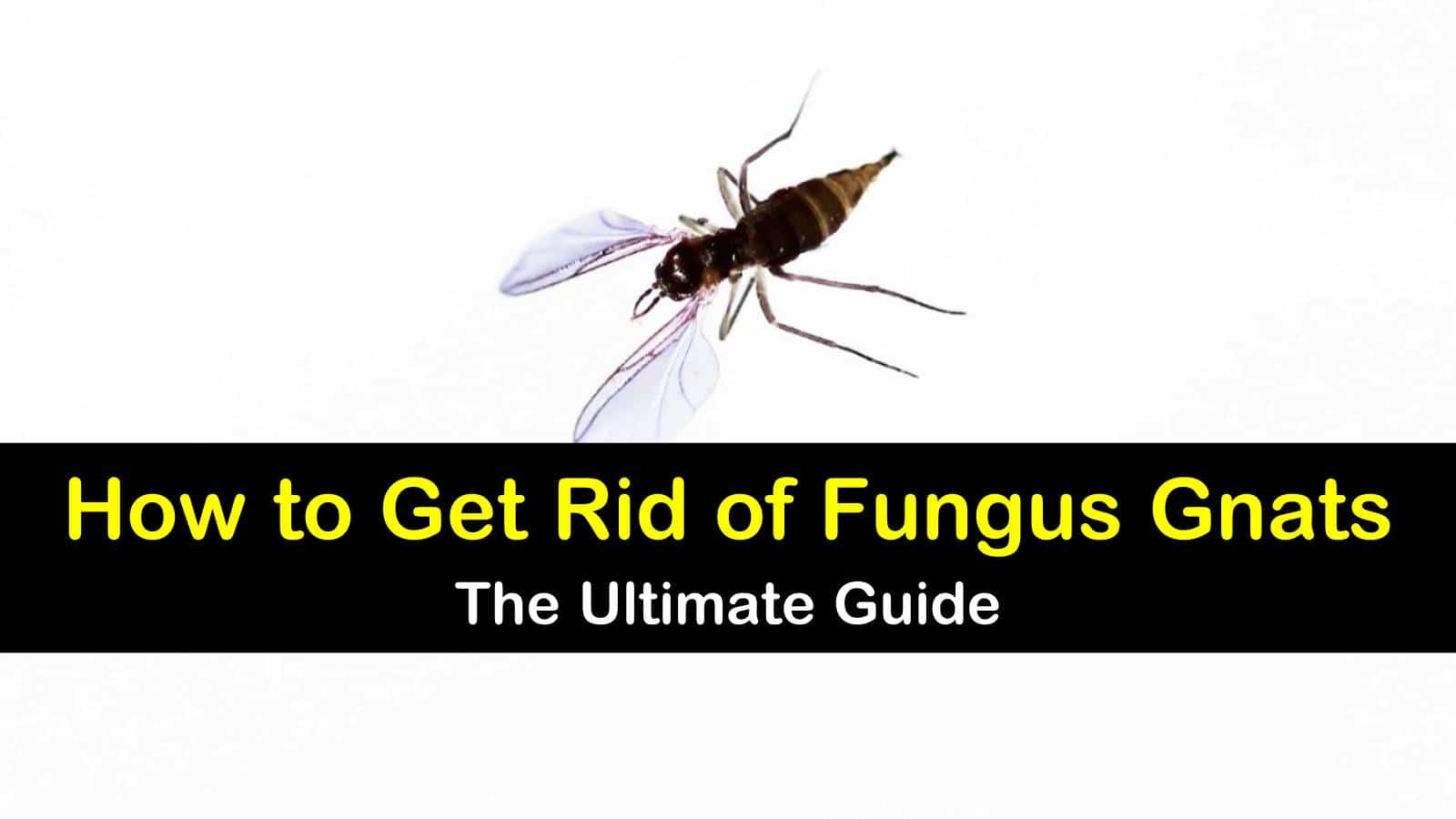 How To Control Fungus Gnats And Damping Off Organically Small Footprint Family