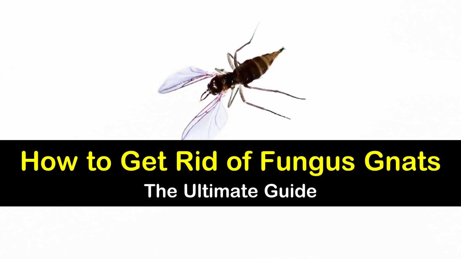 how to get rid of fungus gnats titleimg