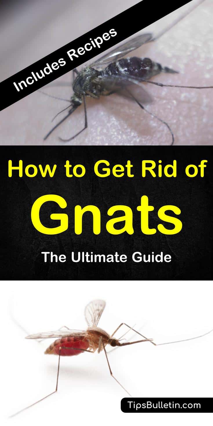 Discover how to use everyday products to eliminate gnats. Learn about DIY home remedies to get rid of gnats in the kitchen, in bathroom, in plants, and outdoors. Find out how to use products like apple cider vinegar and essential oils for pest control. #gnats #naturalgnatkillers #getridofgnatsfast