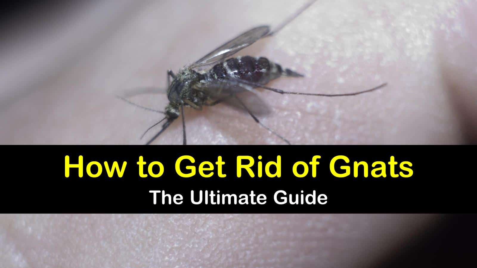 how to get rid of gnats titleimg1