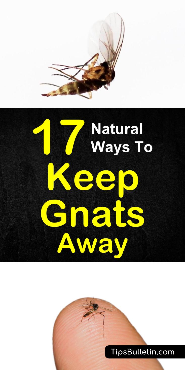 Find out how to keep gnats away with these simple, everyday remedies using inexpensive ingredients. Learn how to keep them from your face and how to get rid of them from your houseplants. #keepgnatsaway #repellent #keepgnatsfromface #gnatsaway
